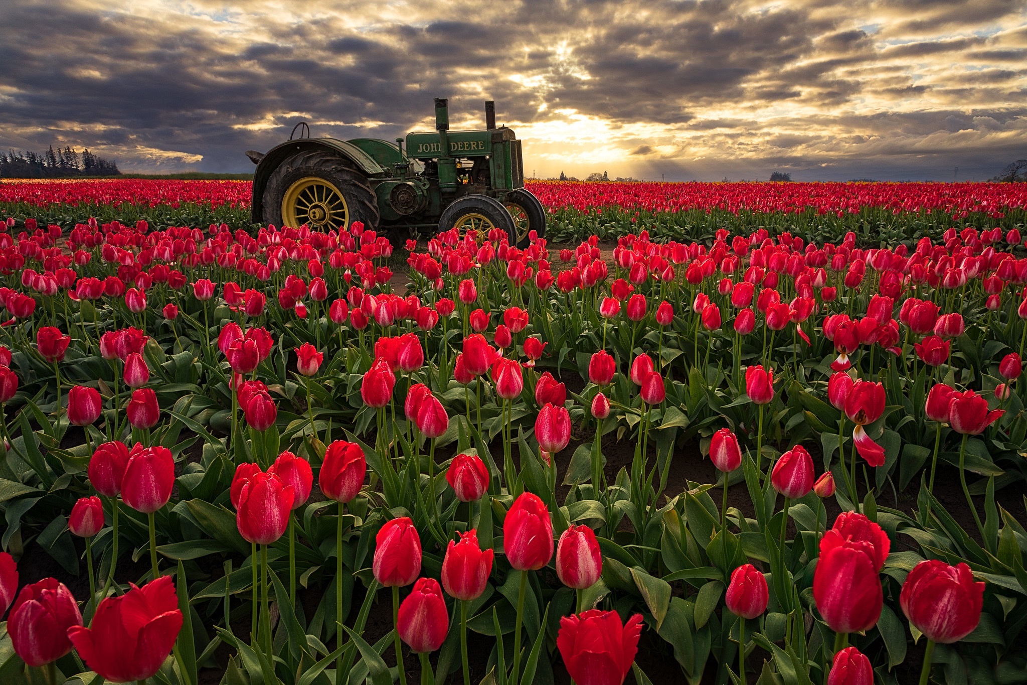 Поле тюльпанов. Трактор в поле тюльпанов. Поле тюльпанов на рабочий стол. Трактор в поле с цветами. Машина в цветочном поле.