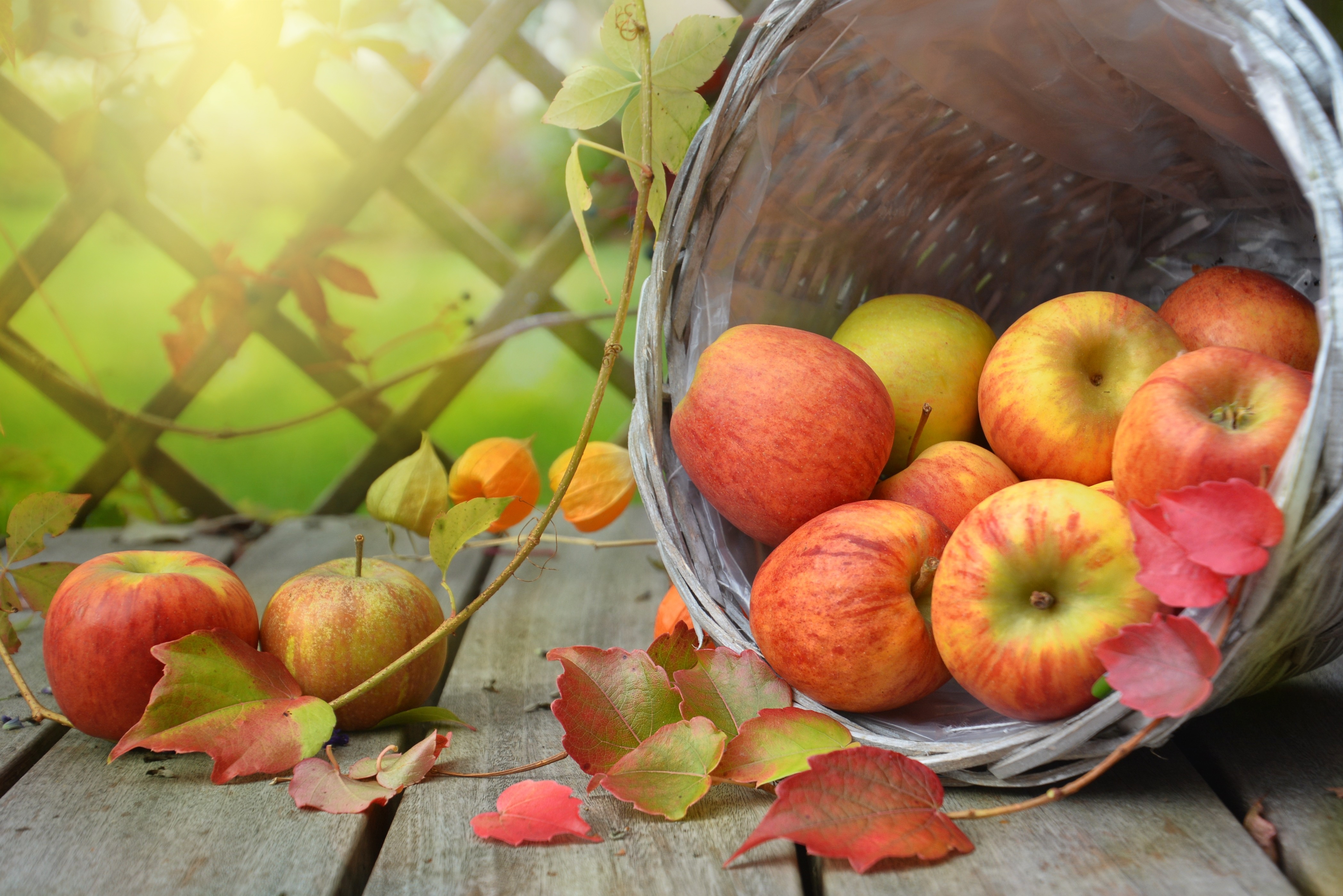 Хороша осень плодами. Осень яблоки. Осенние плоды. Яблоки в осеннем саду. Натюрморт с яблоками.