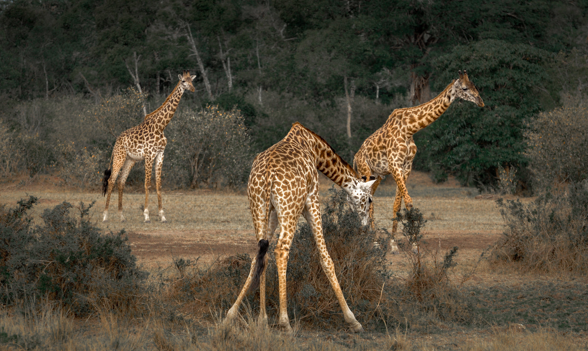 Жираф африканское животное. Жираф саванны Африки. Дикая природа Африки Саванна. Животные Африки саванны Африки Жираф. Жираф в дикой природе.
