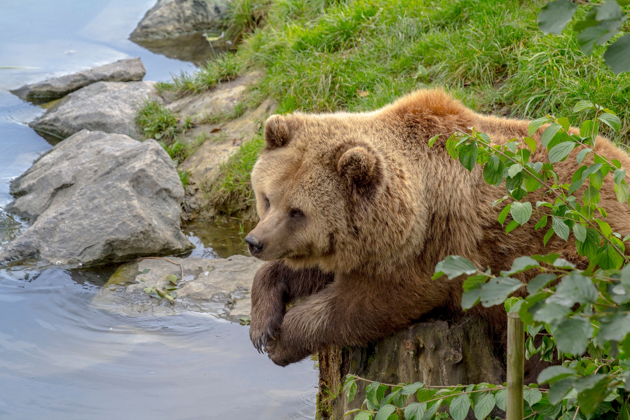 Обои медведь, вода, природа на рабочий стол. 