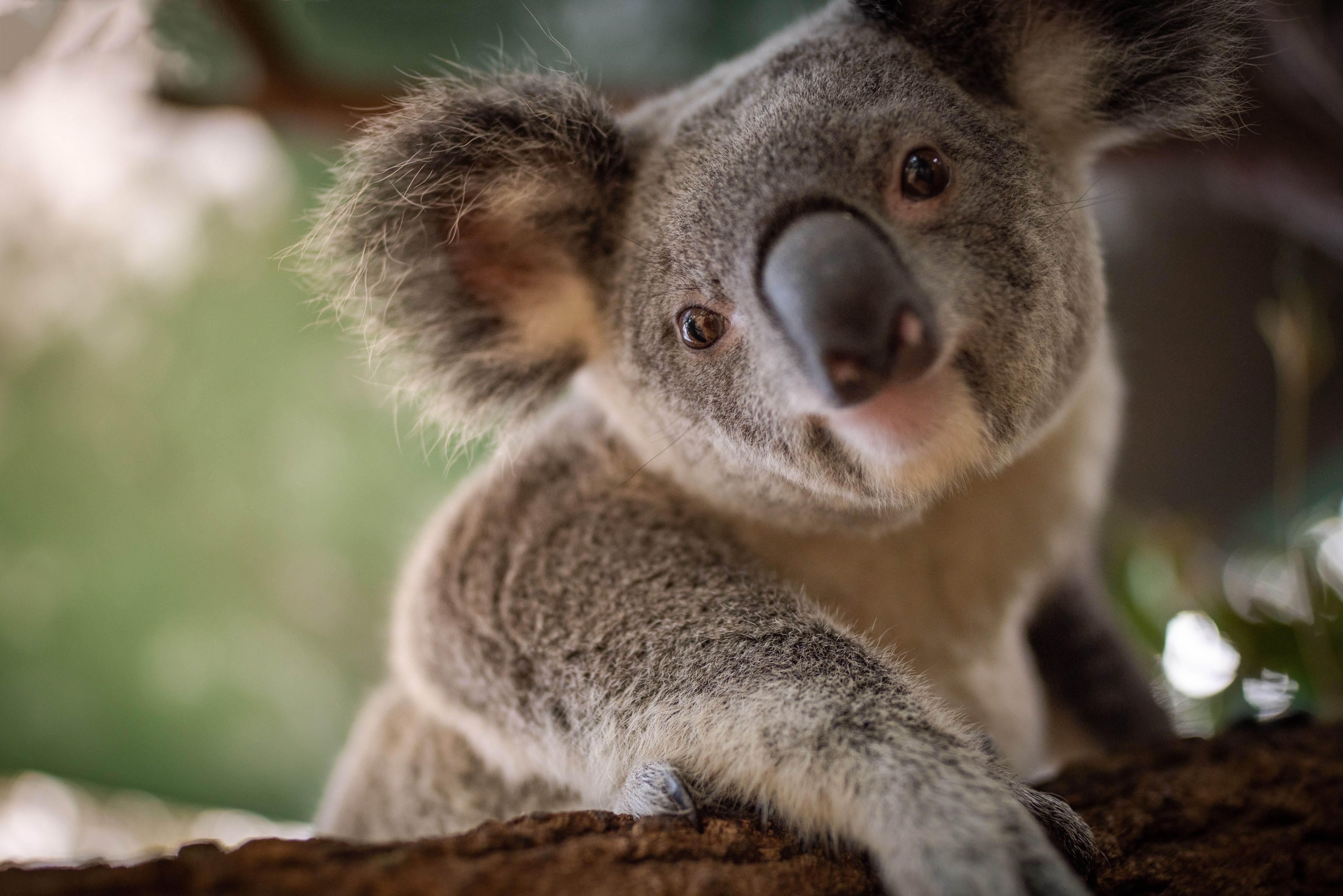 Фотография коалы. Коала сумчатое. Африканская коала. Злая коала. Австралия Куала.