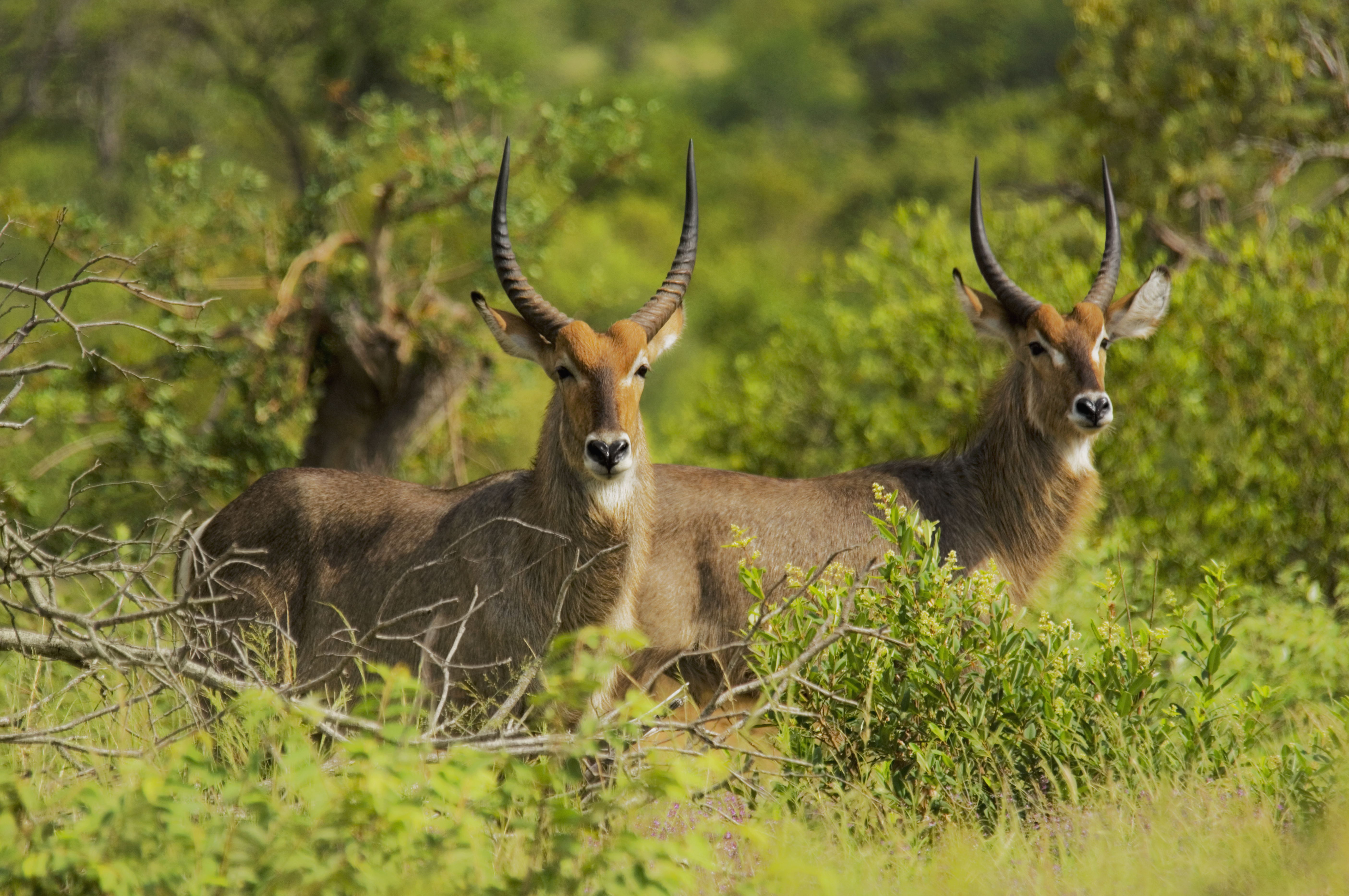 Копытные животные. Антилопы Африки. Джейран. Остророгая антилопа. Южно Африканская антилопа.