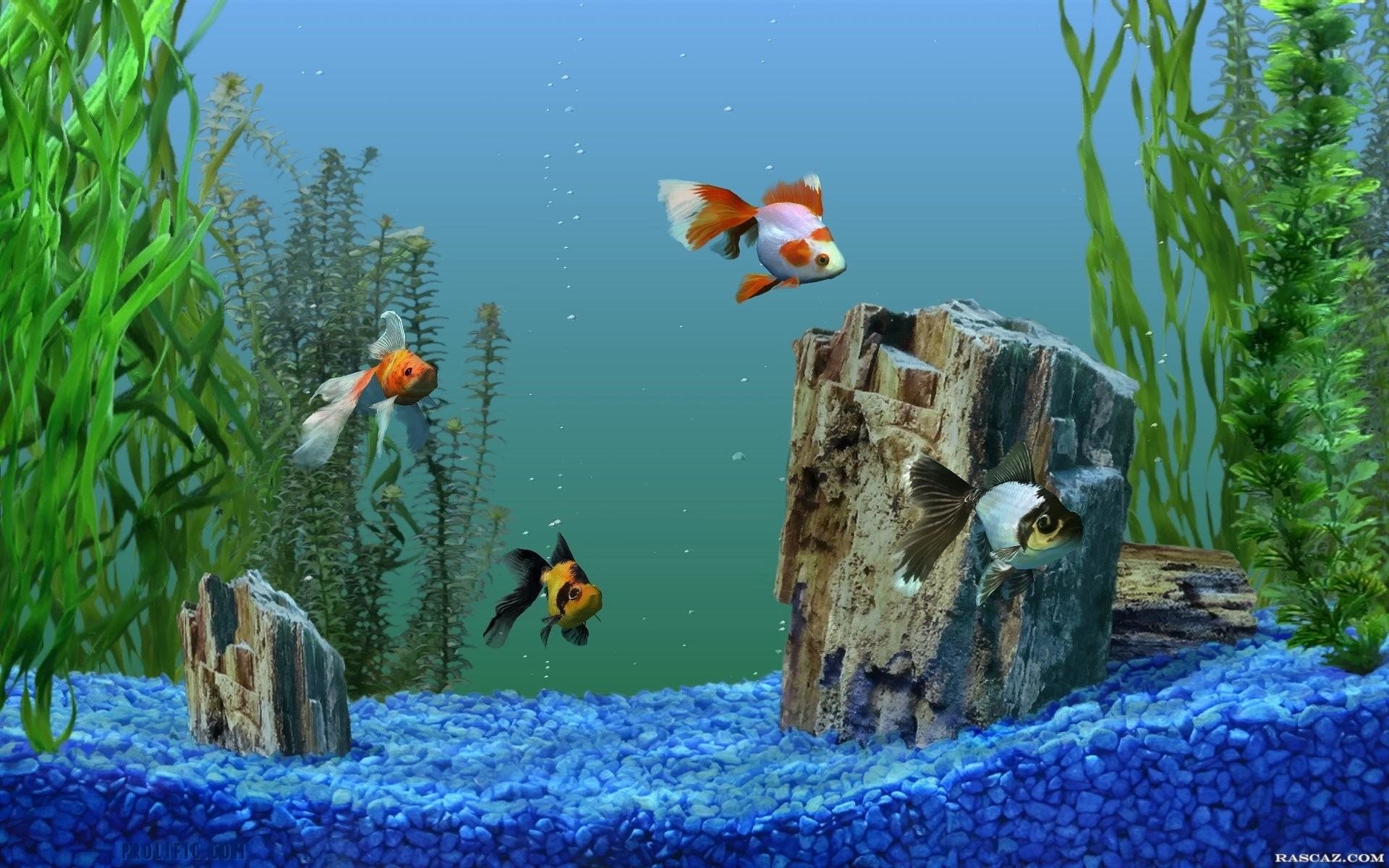 Обои аквариум, рыбки на рабочий стол