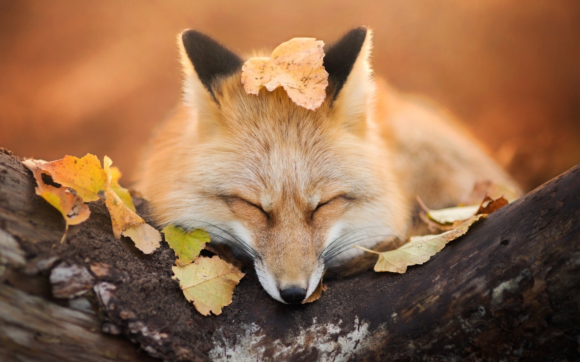 Лиса. Осень животные. Лиса осень. Красивая лиса. Осенний зверь