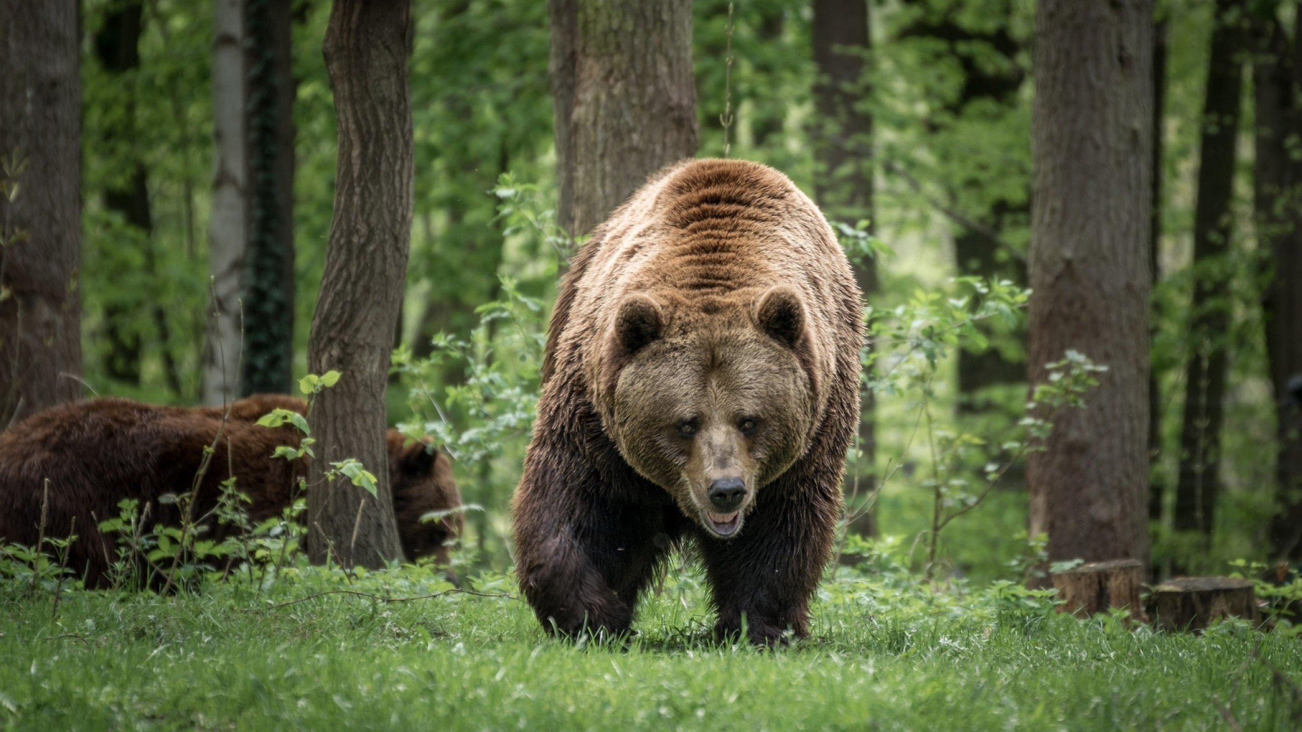 Животное тайги бурый медведь. Широколиственные леса бурый медведь. Бурый медведь в тайге. Беловежская пуща медведи. Гризли североамериканский бурый медведь.