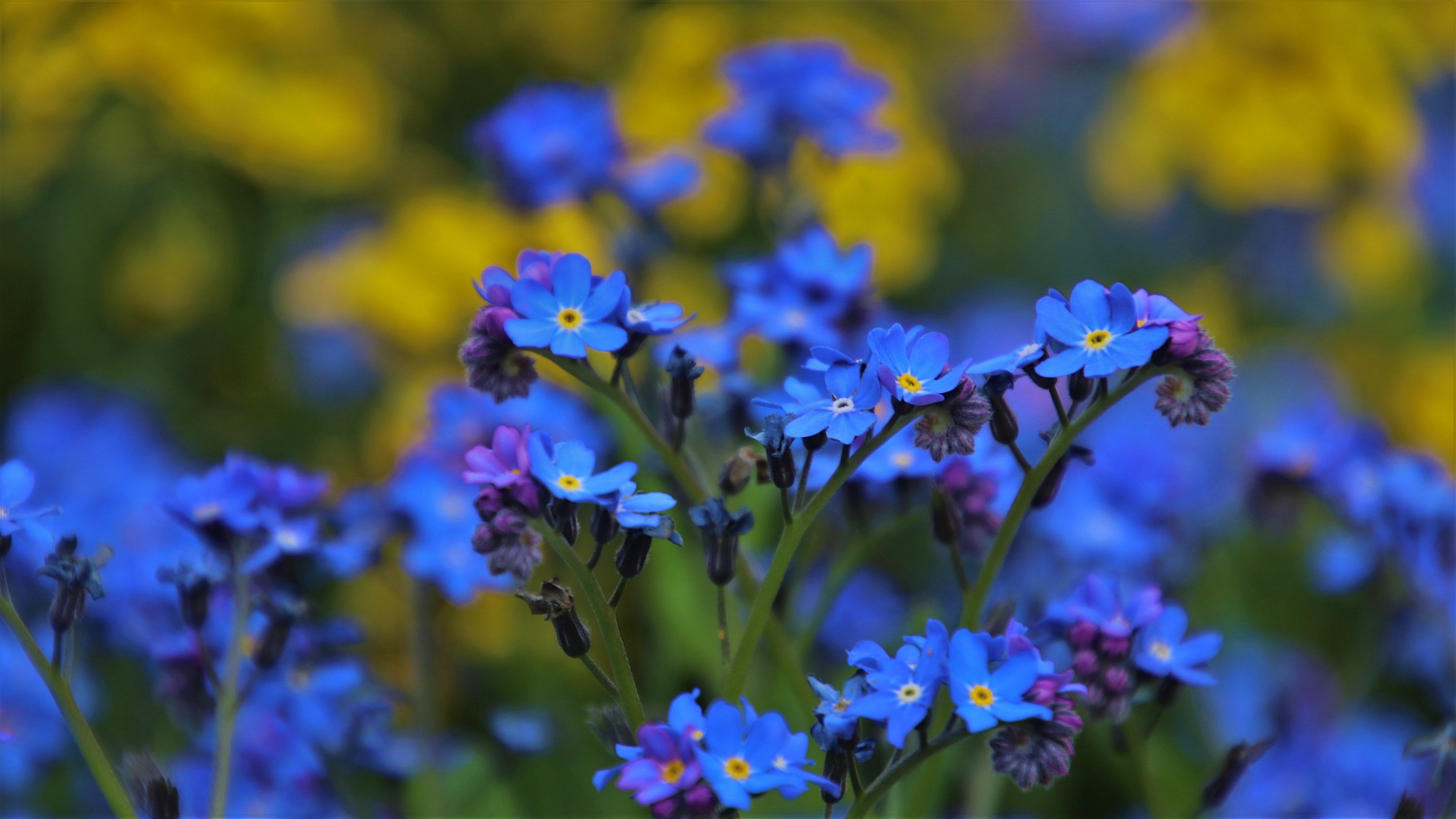 Незабудки времени. Цветы маргаритки и незабудки. Мелкие синие цветы. Голубые цветы. Маленькие цветы.