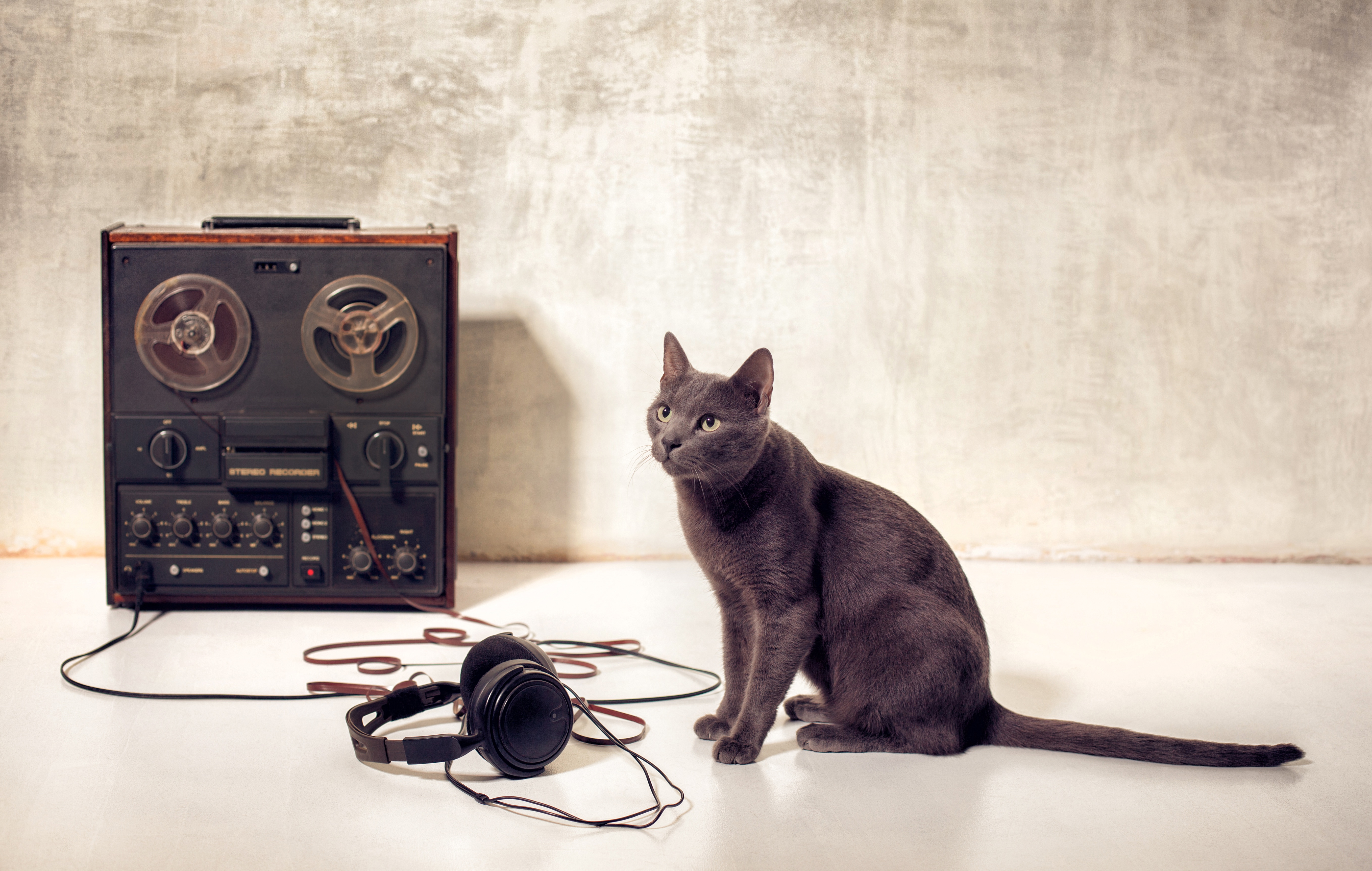 Юмористические аудио. Музыкальный кот. Кот в наушниках. Кот меломан. Кот-музыкант.