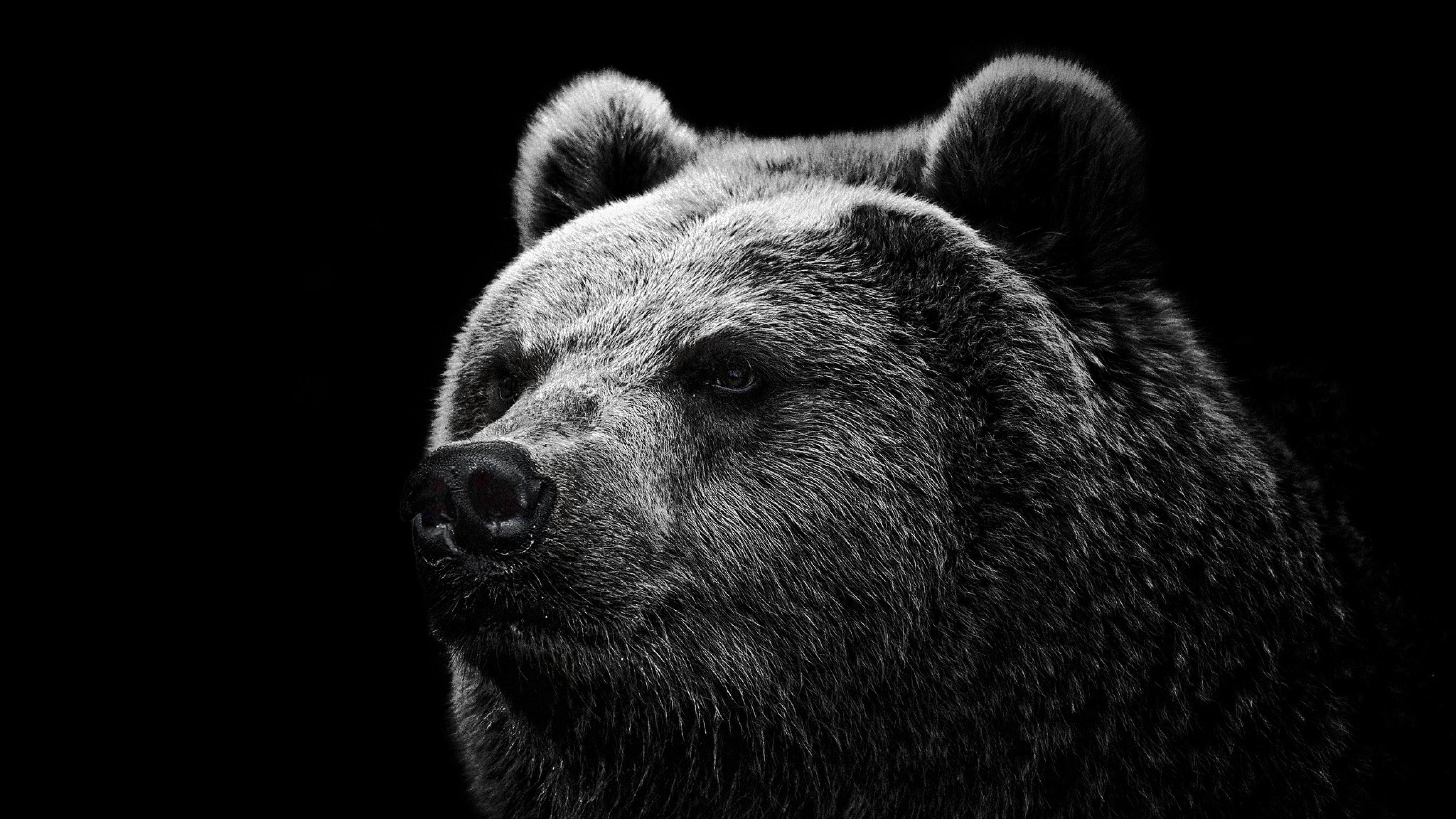 Медведь на черном фоне. Медведь обои. Морда медведя. Фон для рабочего стола медведь. Медведь Гризли.