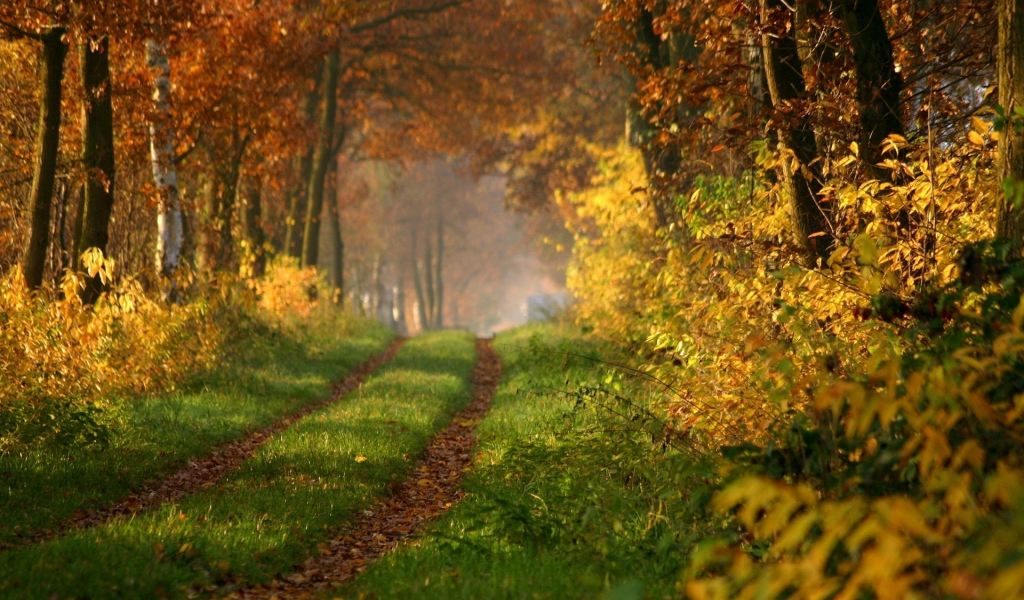 лес, дорога, Осенний