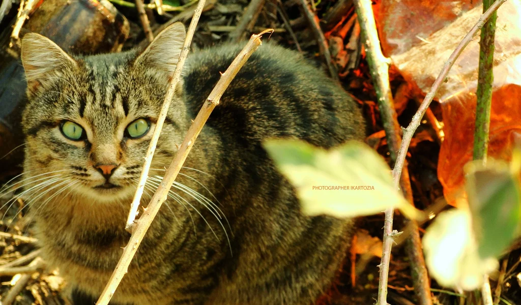 кошка, животное, Beatiful, Cat