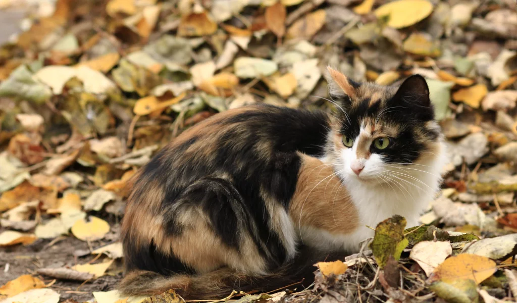 осень, кошка, листья, трехцветная