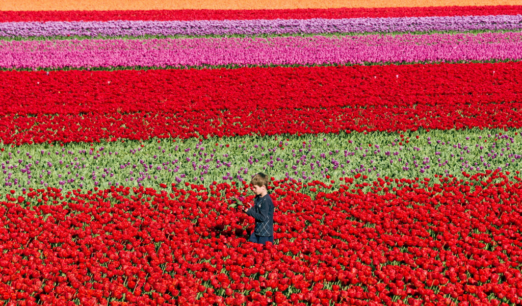 поле, цветы, мальчик