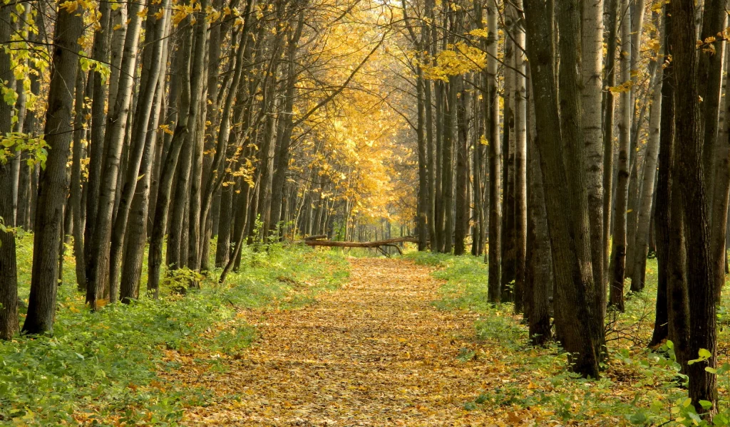дорога, осень, лес