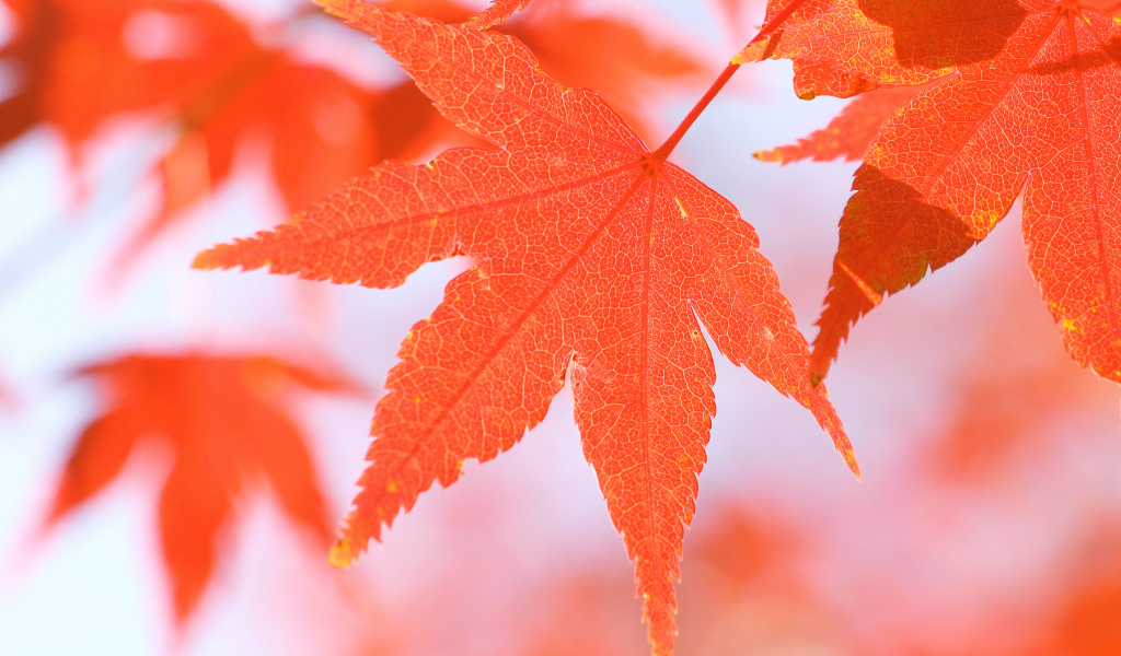 осень, листья, макро, природа, осенние обои