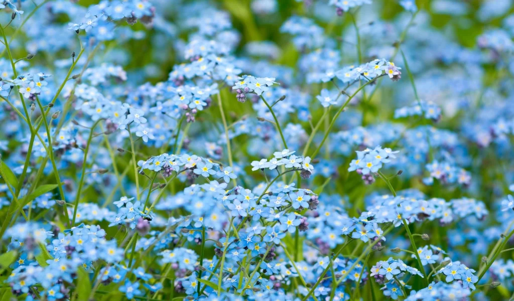природа, цветы