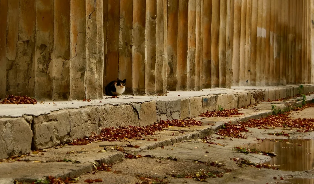 осень, листья, кошка