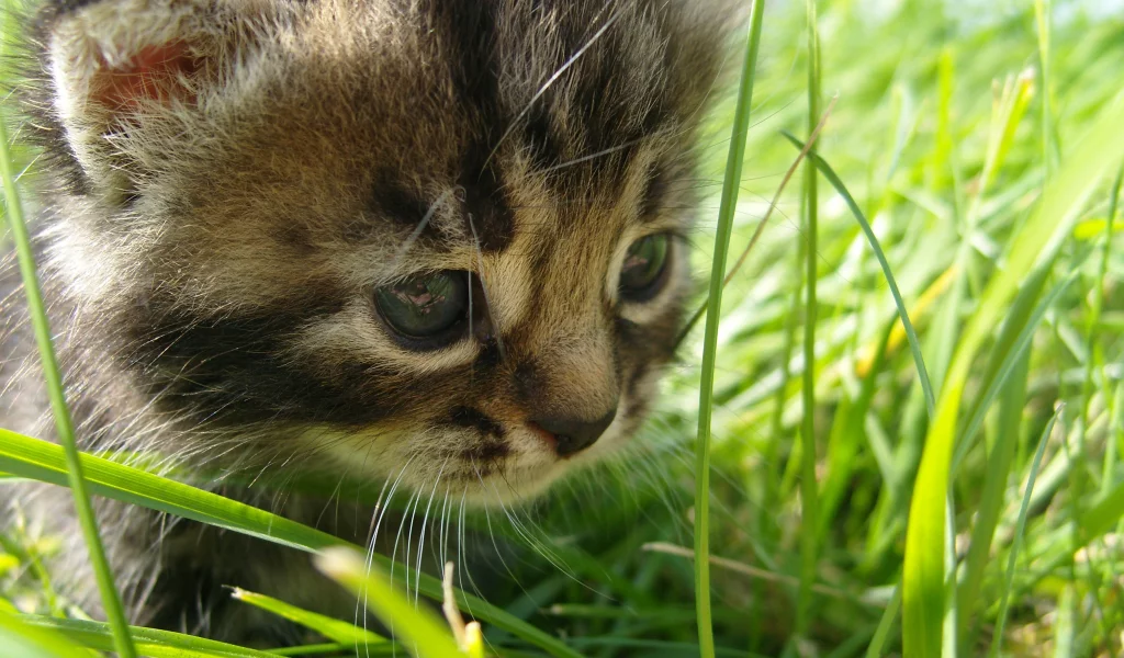 котёнок, лето, прогулка, прелесть, трава, природа