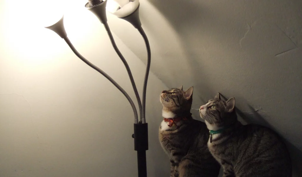 внимание, коты