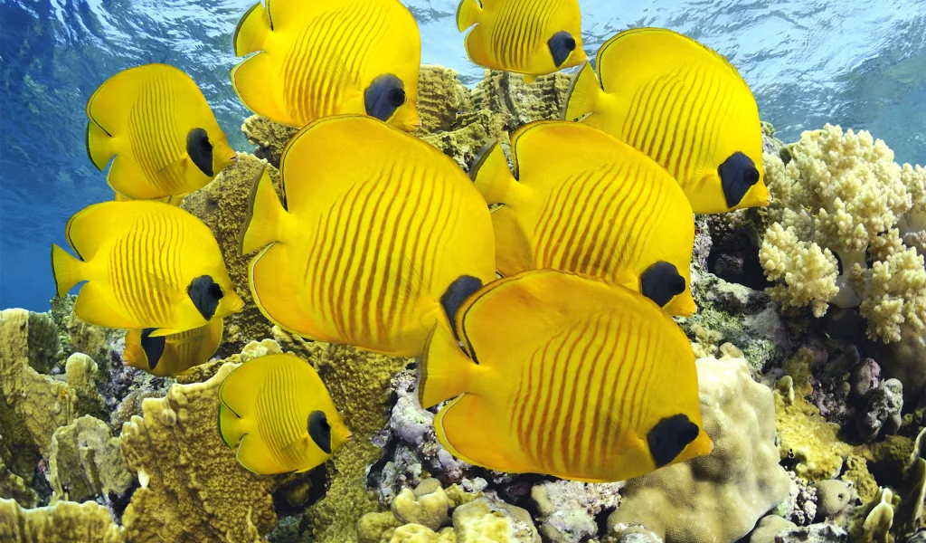 кораллы, море, рыбки, океан