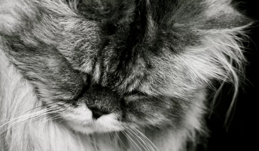 спит, кот, кошка