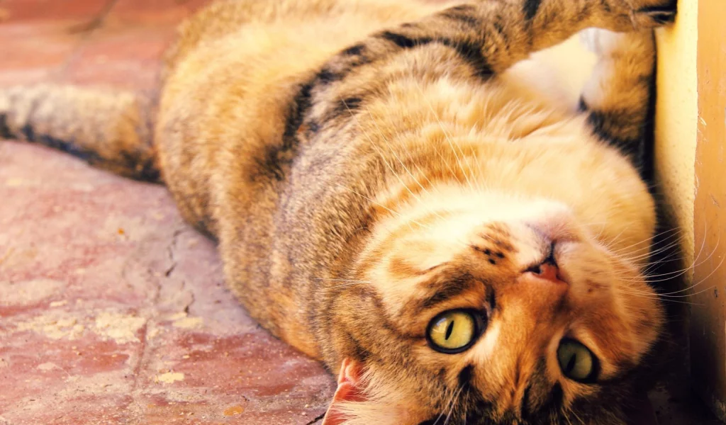кошка, лежит, смотрит