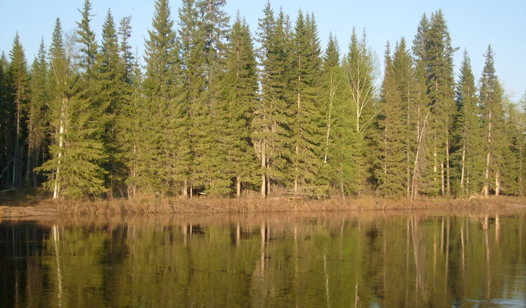 гладь, река, лес