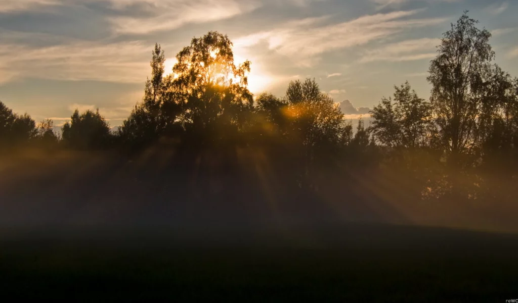 утро, природа, туман, свет