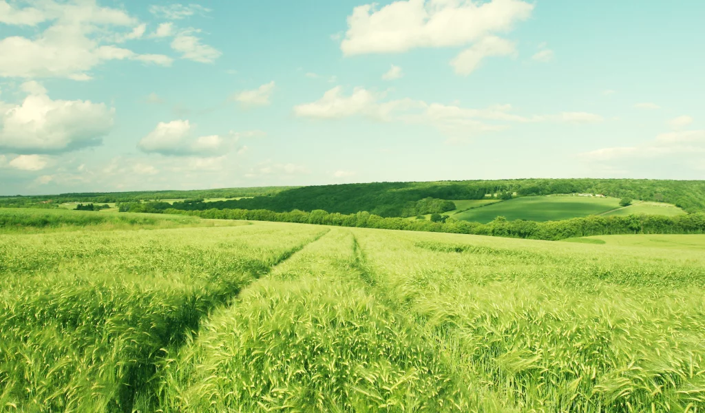 деревья, nature, 2560x1600, зелень, пейзаж, поле, небо, greenery, hill, trees, landscape, облака, природа, clouds, sky
