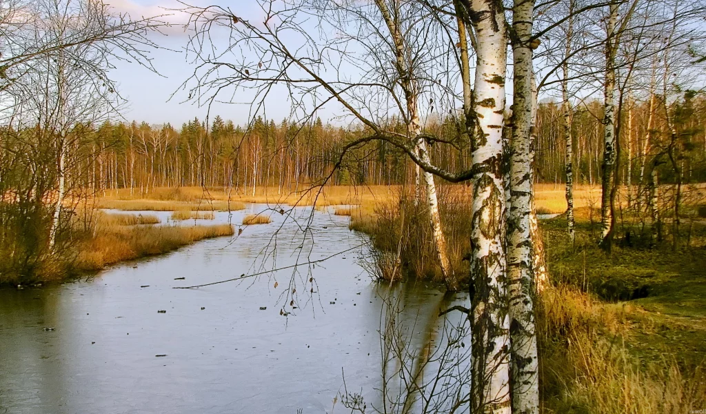 берёзы, природа, река, лес