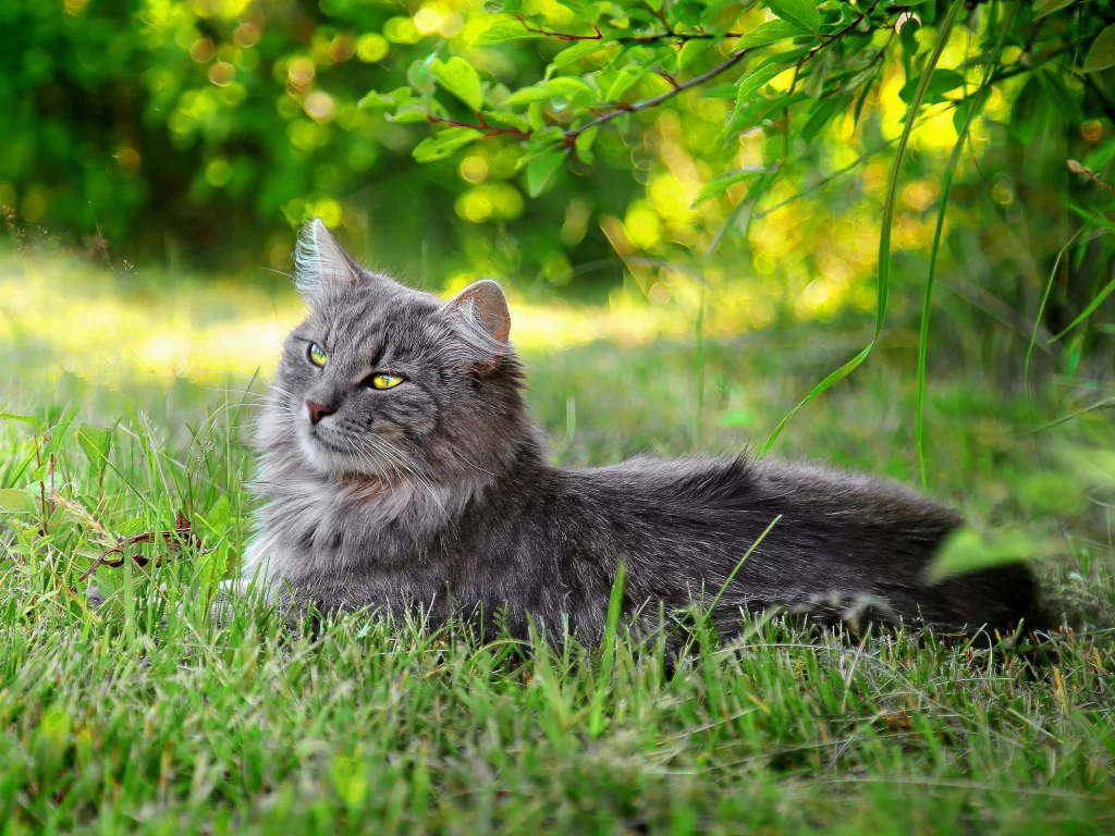 кот, трава, лето