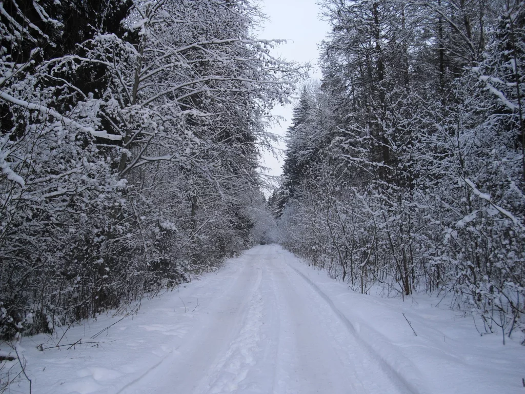 лес, зима, дорога