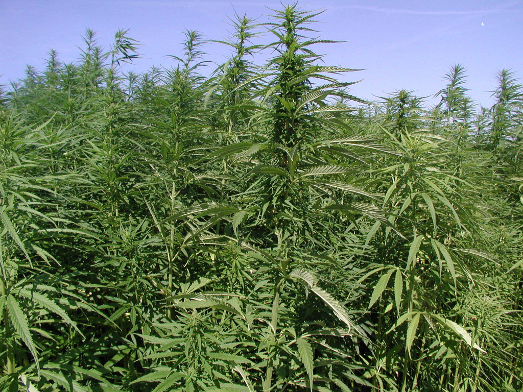 растения, поле, марихуана