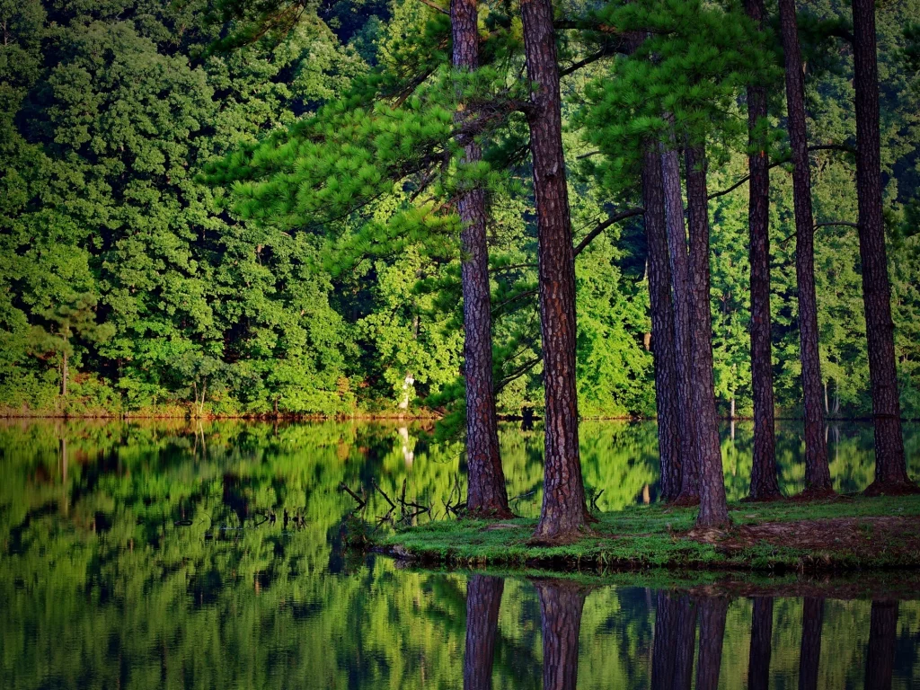 отражение в воде, лес, река, природа, ели