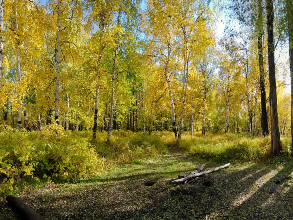 лето, природа, берёзы