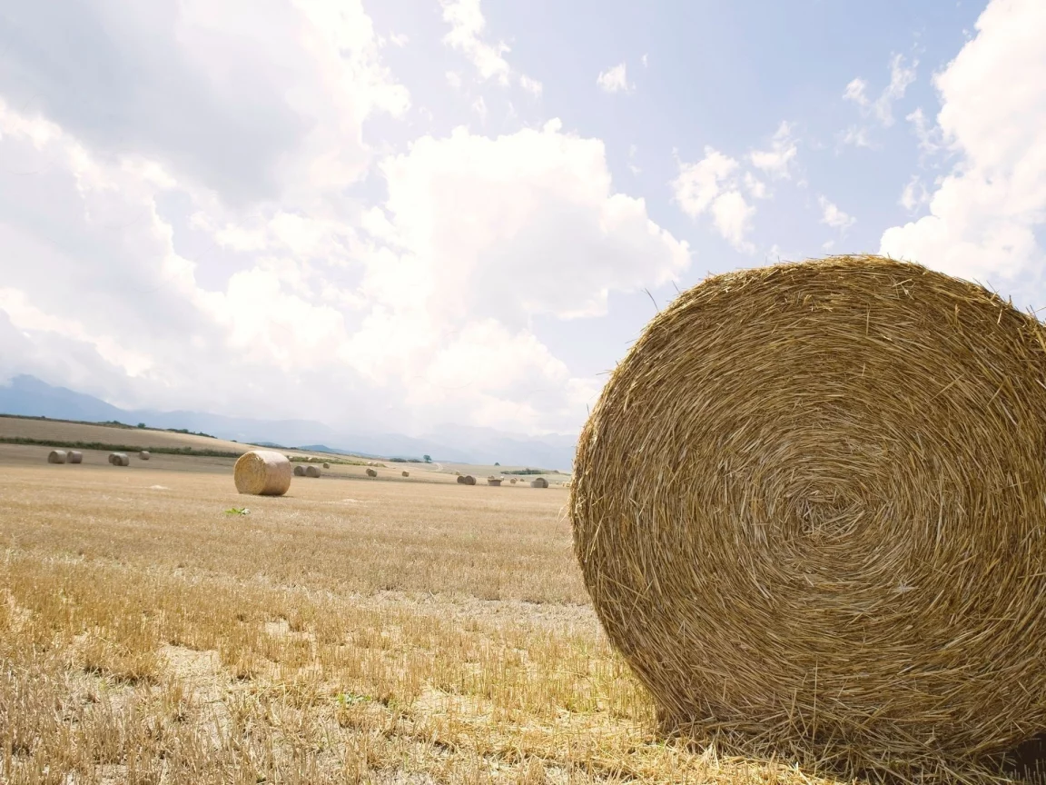 field, горизонт, expanse, сено, стог, поле