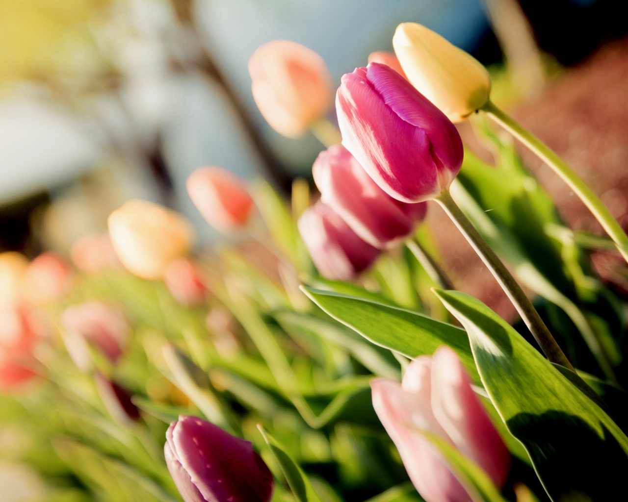 Хорошего дня тюльпаны картинки. Тюльпан Саманта. Тюльпан Изуми. Весенние цветы тюльпаны. Тюльпаны на заставку.