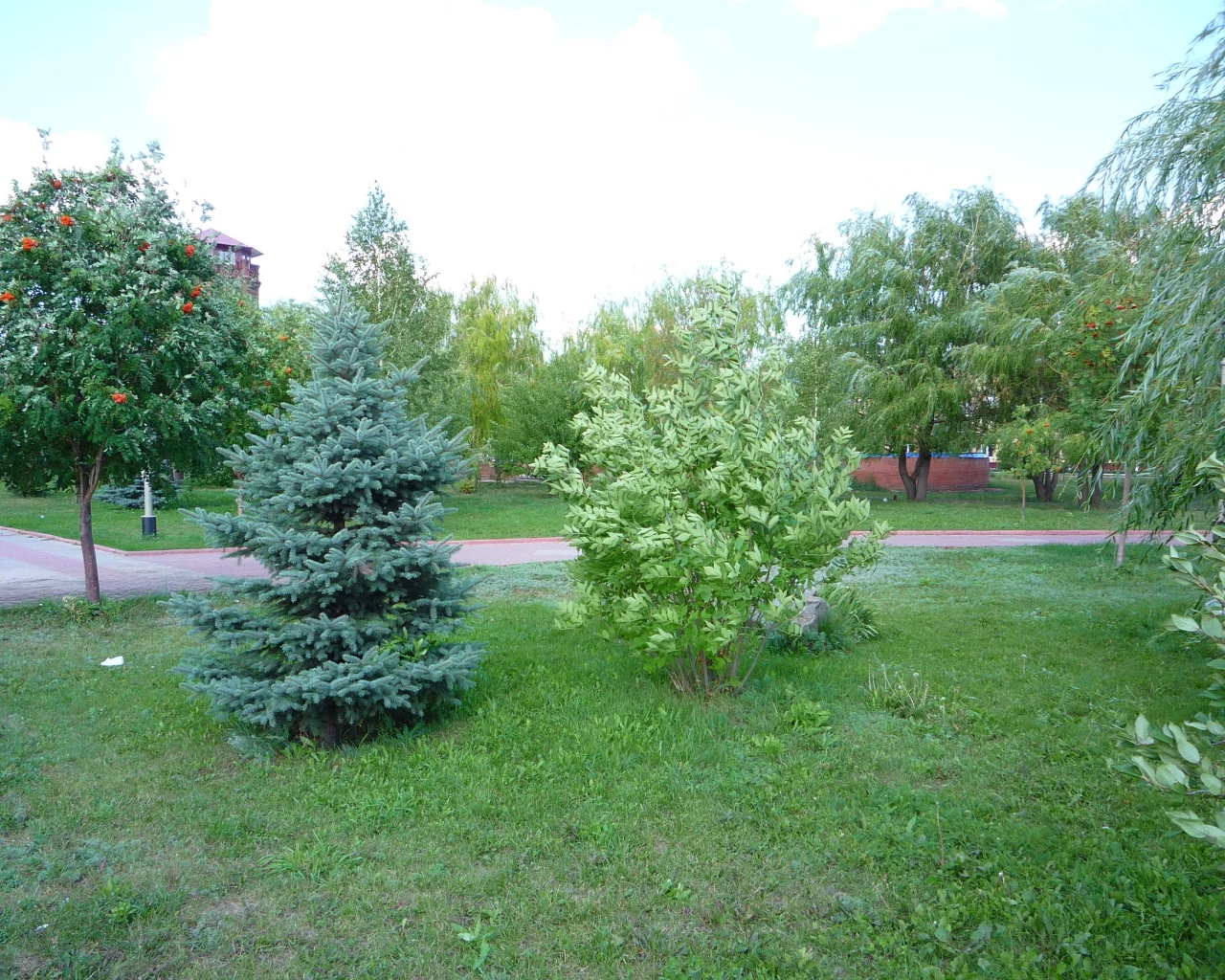 трава, елка, лето