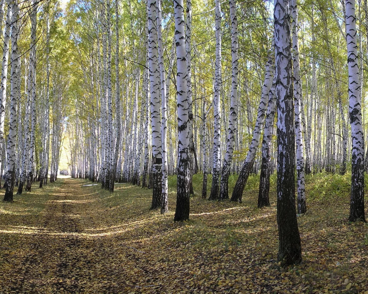берёзы, лес, природа