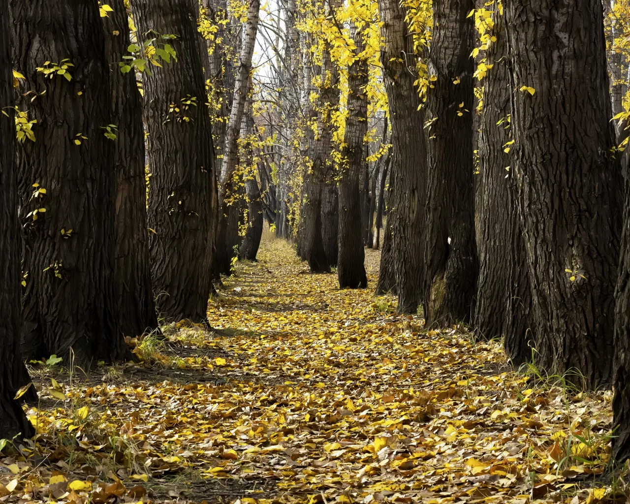 листья, деревья, осень, парк