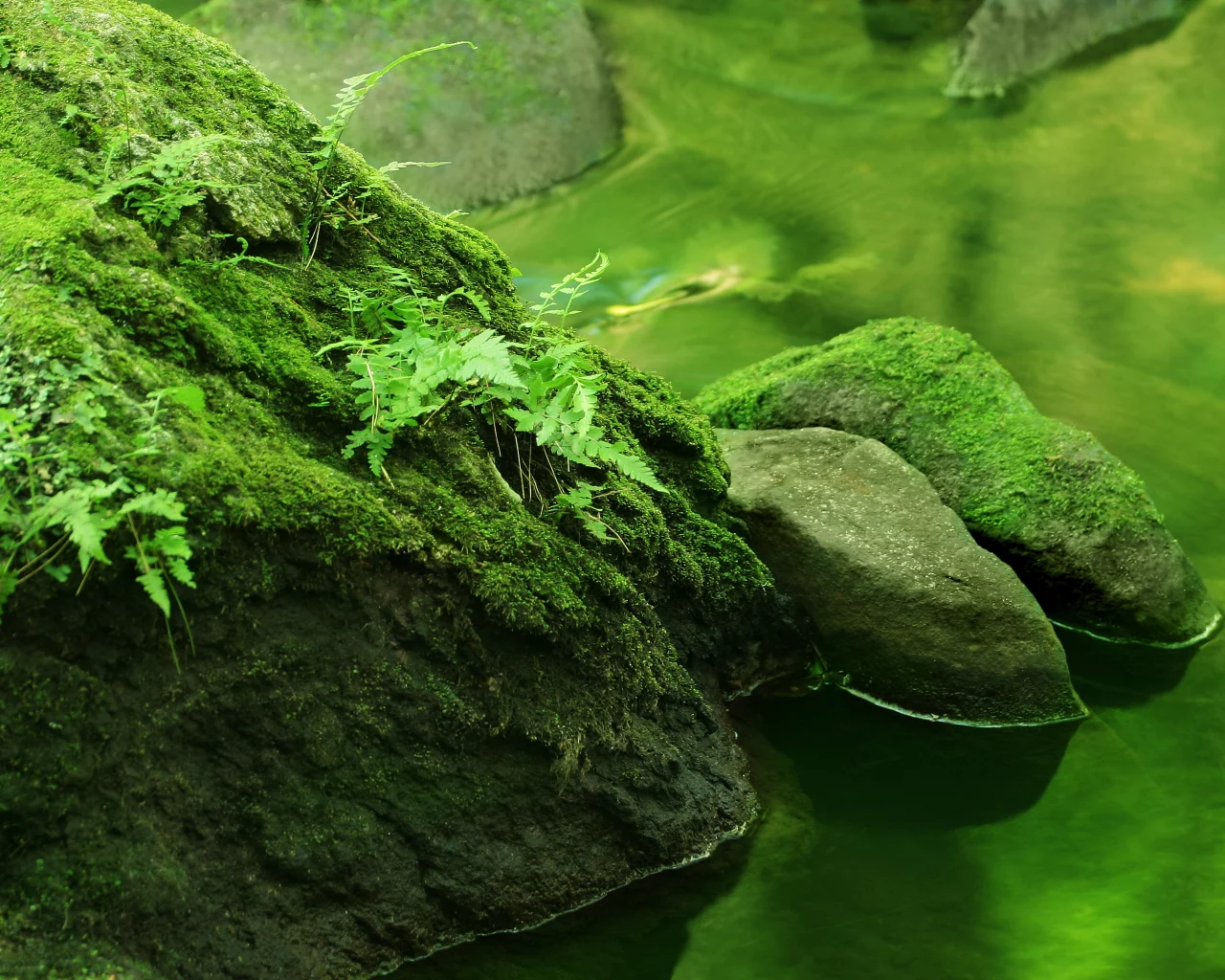река, вода, лес, камни, природа, реки, растения