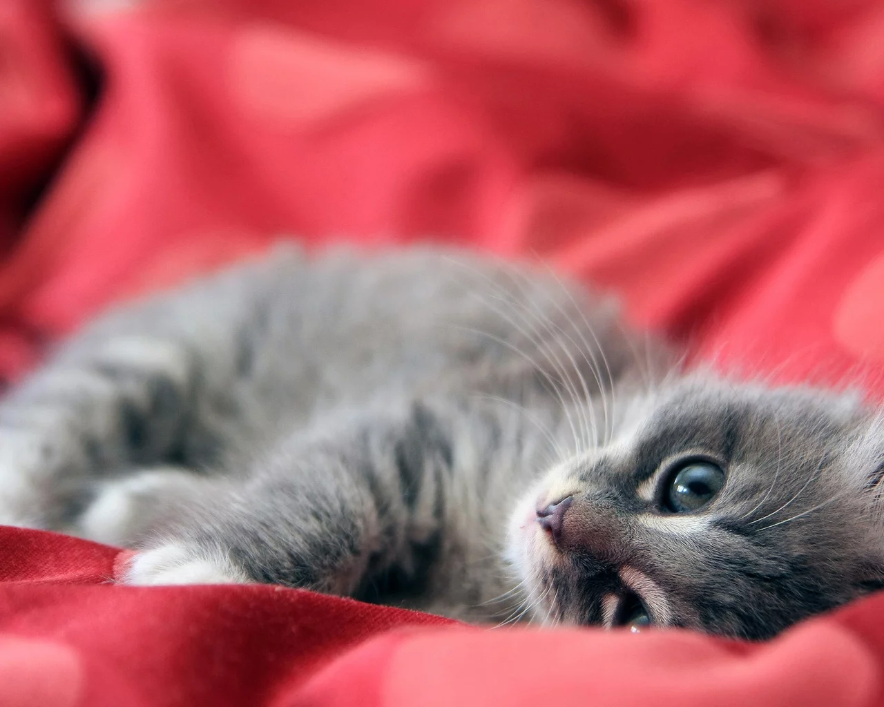 кошка, нежность, игра