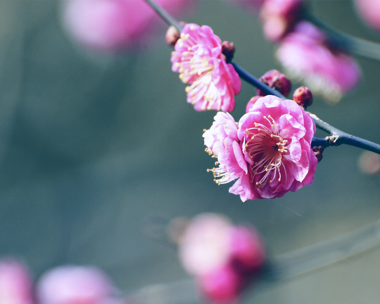весна, сакура, цветы