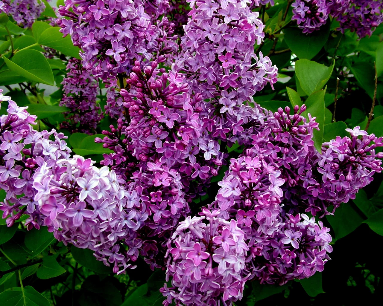 кусты, цветение, сирень