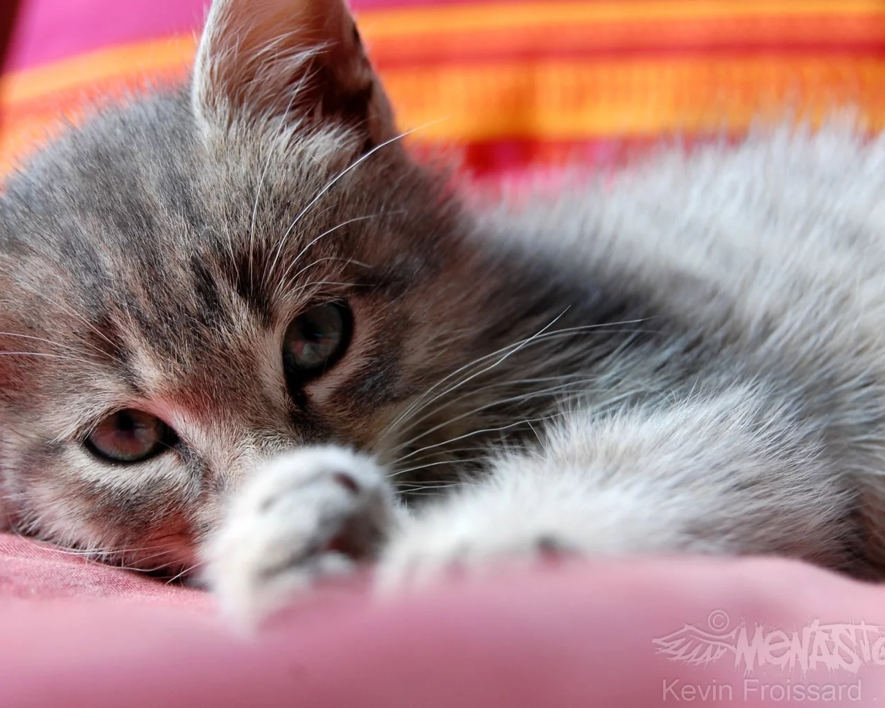 кошка, животное