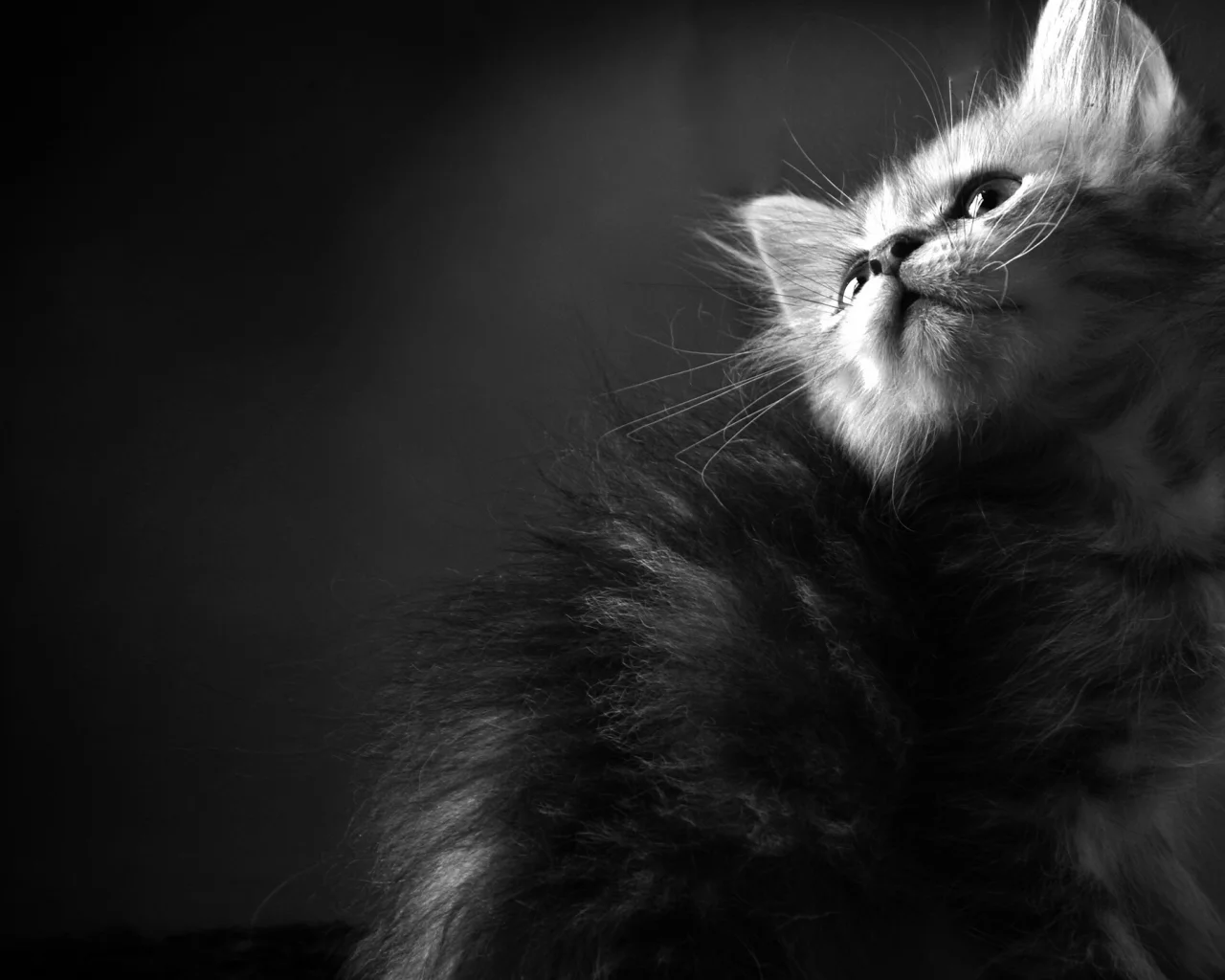 обои, чб, кошки, котенок