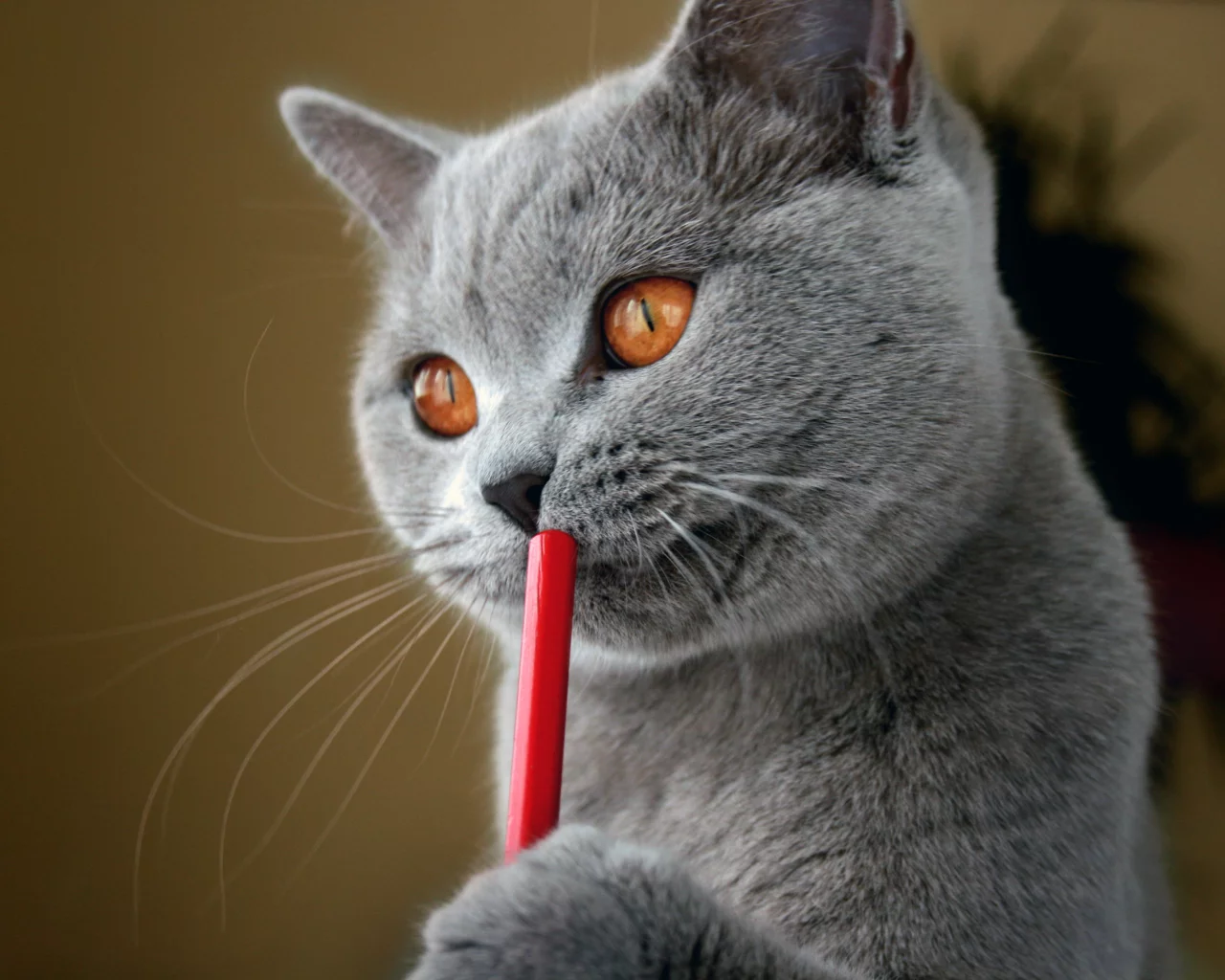 кот, британский, писатель