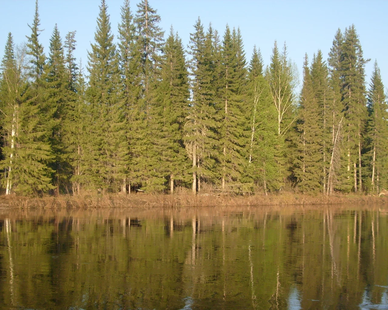 гладь, река, лес