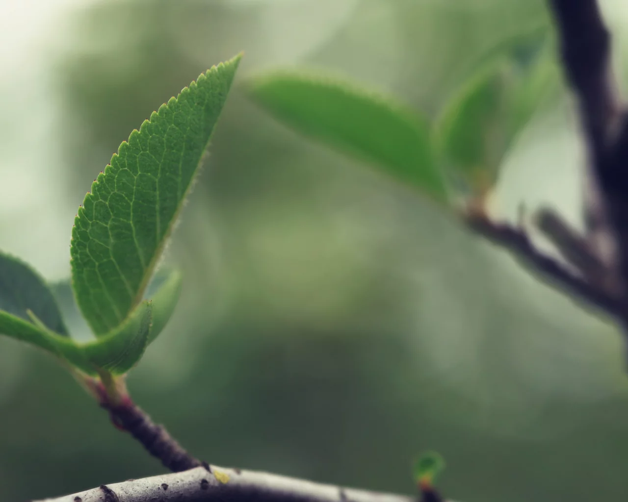 wood wallpapers, листки, древесина, дерево, листья, листва, листик, ветка, листок, ветки