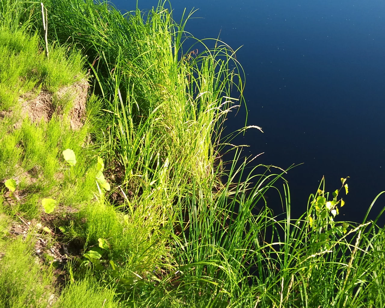 водоем, вода, растения, берег, зелень