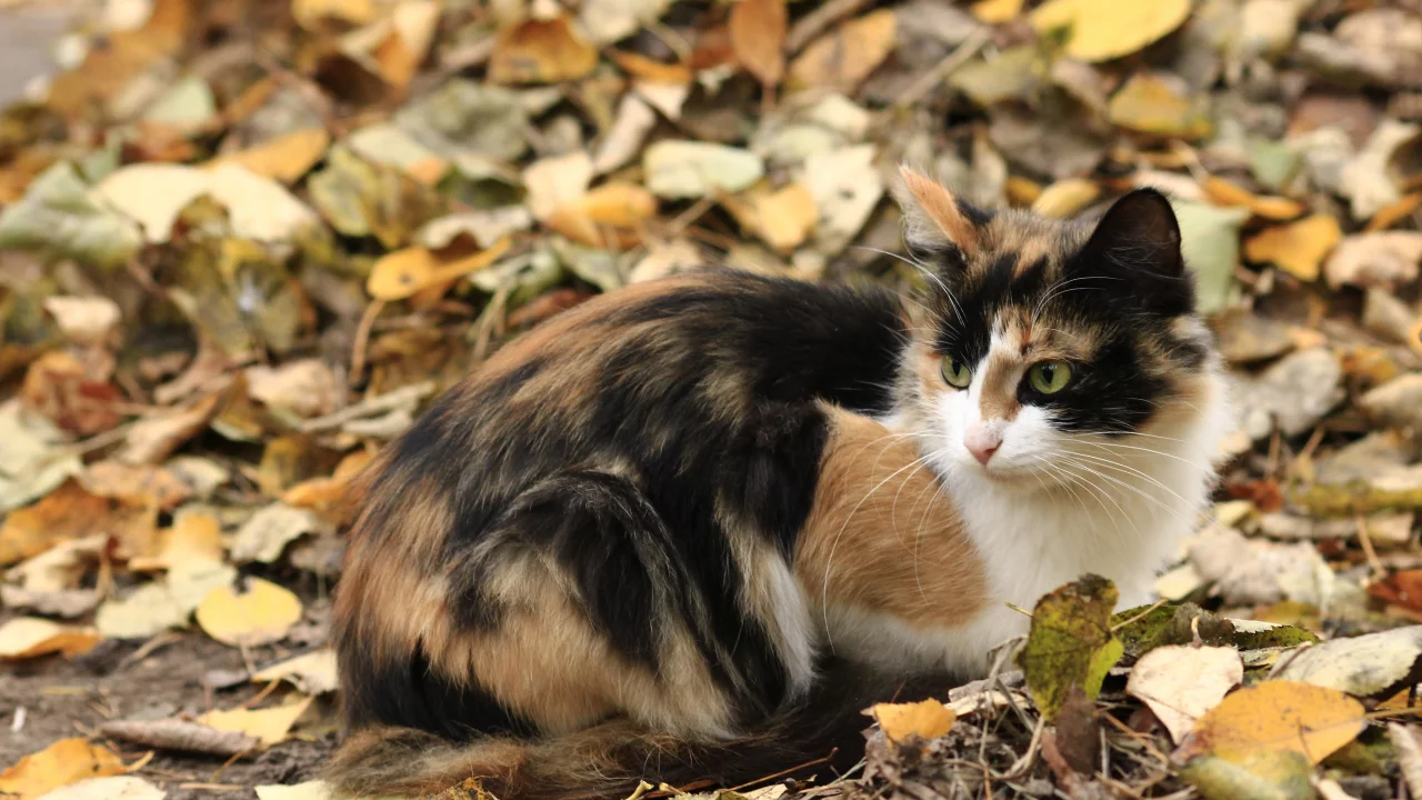осень, кошка, листья, трехцветная